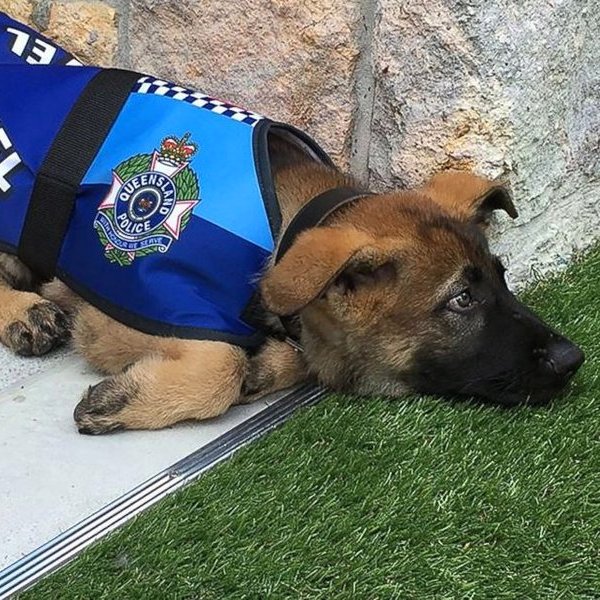животные, В Австралии собаку уволили из полиции за дружелюбие